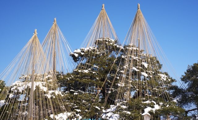 日本三大名園の兼六園の雪吊り