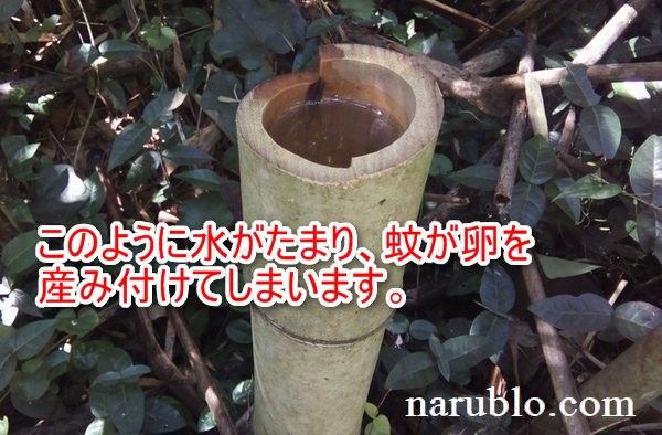 竹の切り株に水がたまった状態。蚊が発生する