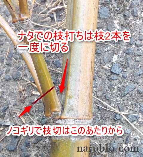 竹の枝打ち方法、鋸とナタでの切る位置
