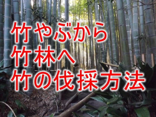 竹やぶから竹林へする時の竹の伐採方法